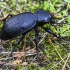 Didysis puošniažygis - Carabus coriaceus  | Fotografijos autorius : Kazimieras Martinaitis | © Macrogamta.lt | Šis tinklapis priklauso bendruomenei kuri domisi makro fotografija ir fotografuoja gyvąjį makro pasaulį.