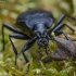 Didysis puošniažygis - Carabus coriaceus | Fotografijos autorius : Žilvinas Pūtys | © Macrogamta.lt | Šis tinklapis priklauso bendruomenei kuri domisi makro fotografija ir fotografuoja gyvąjį makro pasaulį.