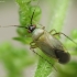 Dilgėlinė žolblakė - Plagiognathus arbustorum | Fotografijos autorius : Vidas Brazauskas | © Macrogamta.lt | Šis tinklapis priklauso bendruomenei kuri domisi makro fotografija ir fotografuoja gyvąjį makro pasaulį.