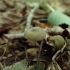 Mažasporė žalsvabudė - Simocybe centunculus | Fotografijos autorius : Vitalij Drozdov | © Macronature.eu | Macro photography web site