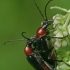 Ąžuoliniai žievininkai - Dinoptera collaris  | Fotografijos autorius : Gintautas Steiblys | © Macronature.eu | Macro photography web site