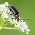 Dinoptera collaris | Fotografijos autorius : Darius Baužys | © Macronature.eu | Macro photography web site