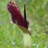 Dioscorides arum - Arum dioscoridis | Fotografijos autorius : Gintautas Steiblys | © Macronature.eu | Macro photography web site