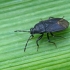 Dirt-colored seed bug - Drymus sylvaticus | Fotografijos autorius : Gintautas Steiblys | © Macronature.eu | Macro photography web site