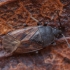 Dirt-colored seed bug - Drymus sylvaticus | Fotografijos autorius : Žilvinas Pūtys | © Macronature.eu | Macro photography web site