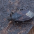 Dirt-colored seed bug - Drymus sylvaticus | Fotografijos autorius : Žilvinas Pūtys | © Macronature.eu | Macro photography web site