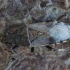 Katžolinė dirvablakė - Heterogaster cathariae | Fotografijos autorius : Žilvinas Pūtys | © Macrogamta.lt | Šis tinklapis priklauso bendruomenei kuri domisi makro fotografija ir fotografuoja gyvąjį makro pasaulį.