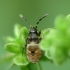 Dirvablakė - Scolopostethus sp., nimfa | Fotografijos autorius : Vidas Brazauskas | © Macrogamta.lt | Šis tinklapis priklauso bendruomenei kuri domisi makro fotografija ir fotografuoja gyvąjį makro pasaulį.