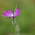 Dirvinė raugė - Agrostemma githago | Fotografijos autorius : Kęstutis Obelevičius | © Macrogamta.lt | Šis tinklapis priklauso bendruomenei kuri domisi makro fotografija ir fotografuoja gyvąjį makro pasaulį.