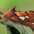 Žolinis žvilgūnas - Plusia putnami | Fotografijos autorius : Gintautas Steiblys | © Macrogamta.lt | Šis tinklapis priklauso bendruomenei kuri domisi makro fotografija ir fotografuoja gyvąjį makro pasaulį.