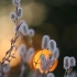 Dirvinis dobilas – Trifolium arvense | Fotografijos autorius : Agnė Našlėnienė | © Macrogamta.lt | Šis tinklapis priklauso bendruomenei kuri domisi makro fotografija ir fotografuoja gyvąjį makro pasaulį.