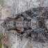 Dirvinis pelėdgalvis - Lacanobia thalassina | Fotografijos autorius : Žilvinas Pūtys | © Macrogamta.lt | Šis tinklapis priklauso bendruomenei kuri domisi makro fotografija ir fotografuoja gyvąjį makro pasaulį.