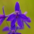 Dirvinis raguolis - Delphinium consolida | Fotografijos autorius : Nomeda Vėlavičienė | © Macrogamta.lt | Šis tinklapis priklauso bendruomenei kuri domisi makro fotografija ir fotografuoja gyvąjį makro pasaulį.