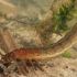 Diving Beetle (Dytiscus sp.) larva ?? | Fotografijos autorius : Gintautas Steiblys | © Macronature.eu | Macro photography web site