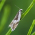 Dobilinis ancylis - Ancylis badiana | Fotografijos autorius : Kazimieras Martinaitis | © Macrogamta.lt | Šis tinklapis priklauso bendruomenei kuri domisi makro fotografija ir fotografuoja gyvąjį makro pasaulį.