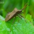 Dock Bug - Coreus marginatus  | Fotografijos autorius : Romas Ferenca | © Macronature.eu | Macro photography web site