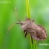 Dock Bug - Coreus marginatus  | Fotografijos autorius : Darius Baužys | © Macronature.eu | Macro photography web site