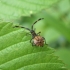 Dock Bug - Coreus marginatus, nymph | Fotografijos autorius : Agnė Kulpytė | © Macronature.eu | Macro photography web site