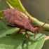 Dock Bug - Coreus marginatus, nymph | Fotografijos autorius : Žilvinas Pūtys | © Macronature.eu | Macro photography web site