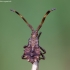 Dock Bug - Coreus marginatus, nymph | Fotografijos autorius : Žilvinas Pūtys | © Macronature.eu | Macro photography web site