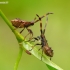 Dock Bug - Coreus marginatus, nymph | Fotografijos autorius : Darius Baužys | © Macronature.eu | Macro photography web site