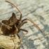 Dock Bug - Coreus marginatus | Fotografijos autorius : Aurimas Aukštuolis | © Macronature.eu | Macro photography web site