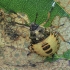 Dock leaf bug - Arma custos, nymph | Fotografijos autorius : Gintautas Steiblys | © Macronature.eu | Macro photography web site