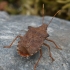 Dock leaf bug - Arma custos | Fotografijos autorius : Vytautas Gluoksnis | © Macronature.eu | Macro photography web site