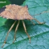 Dock leaf bug - Arma custos | Fotografijos autorius : Gediminas Gražulevičius | © Macronature.eu | Macro photography web site