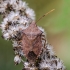 Dock leaf bug - Arma custos | Fotografijos autorius : Kazimieras Martinaitis | © Macronature.eu | Macro photography web site