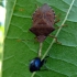 Dock leaf bug - Arma custos | Fotografijos autorius : Vitalii Alekseev | © Macronature.eu | Macro photography web site