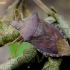 Dock leaf bug - Arma custos | Fotografijos autorius : Romas Ferenca | © Macronature.eu | Macro photography web site
