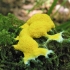 Dog vomit slime mold - Fuligo septica  | Fotografijos autorius : Agnė Kulpytė | © Macronature.eu | Macro photography web site