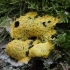 Dog vomit slime mold - Fuligo septica | Fotografijos autorius : Vytautas Gluoksnis | © Macronature.eu | Macro photography web site