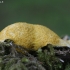 Dog vomit slime mold - Fuligo septica | Fotografijos autorius : Vytautas Gluoksnis | © Macronature.eu | Macro photography web site