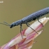 Dolichosoma lineare  | Fotografijos autorius : Gintautas Steiblys | © Macronature.eu | Macro photography web site