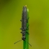 Siaurakūnis pievavabalis - Dolichosoma lineare | Fotografijos autorius : Romas Ferenca | © Macronature.eu | Macro photography web site