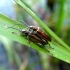 Rausvakraštė donacija - Donacia marginata | Fotografijos autorius : Vitalii Alekseev | © Macrogamta.lt | Šis tinklapis priklauso bendruomenei kuri domisi makro fotografija ir fotografuoja gyvąjį makro pasaulį.