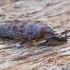 Door snail - Clausiliidae, juv. | Fotografijos autorius : Gintautas Steiblys | © Macronature.eu | Macro photography web site