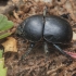 Dor Beetle - Thorectes sp. | Fotografijos autorius : Gintautas Steiblys | © Macrogamta.lt | Šis tinklapis priklauso bendruomenei kuri domisi makro fotografija ir fotografuoja gyvąjį makro pasaulį.