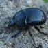 Dor beetle - Typhaeus fossor ♀ | Fotografijos autorius : Gintautas Steiblys | © Macronature.eu | Macro photography web site