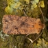 Dotted chestnut - Conistra rubiginea | Fotografijos autorius : Žilvinas Pūtys | © Macronature.eu | Macro photography web site