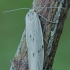 Pilkoji taškuotoji kerpytė - Pelosia muscerda | Fotografijos autorius : Gintautas Steiblys | © Macronature.eu | Macro photography web site