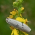 Dotted footman - Pelosia muscerda | Fotografijos autorius : Žilvinas Pūtys | © Macronature.eu | Macro photography web site