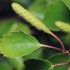 Plaukuotasis beržas - Betula pubescens | Fotografijos autorius : Gintautas Steiblys | © Macronature.eu | Macro photography web site