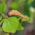 Plaukuotasis beržas - Betula pubescens | Fotografijos autorius : Gintautas Steiblys | © Macronature.eu | Macro photography web site