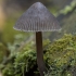 Drab Bonnet - Mycena aetites | Fotografijos autorius : Žilvinas Pūtys | © Macronature.eu | Macro photography web site