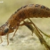 Dragonfly - Aeshnidae, larva | Fotografijos autorius : Gintautas Steiblys | © Macronature.eu | Macro photography web site