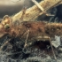 Dragonfly larva | Fotografijos autorius : Gintautas Steiblys | © Macronature.eu | Macro photography web site