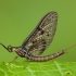 Paprastasis lašalas - Ephemera vulgata ♂ | Fotografijos autorius : Žilvinas Pūtys | © Macronature.eu | Macro photography web site